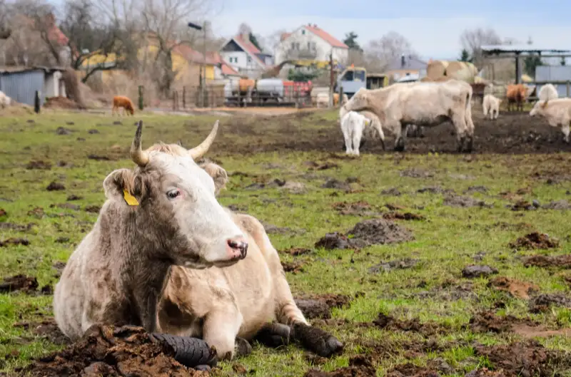 Livestock & Veterinary Waste